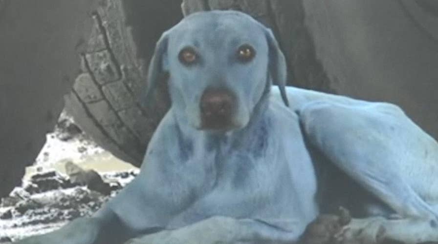 Why are dogs in India turning blue?