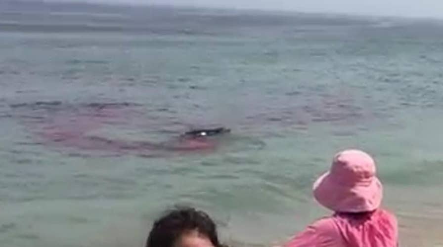 Beachgoers look on horror as shark attacks seal near surfers