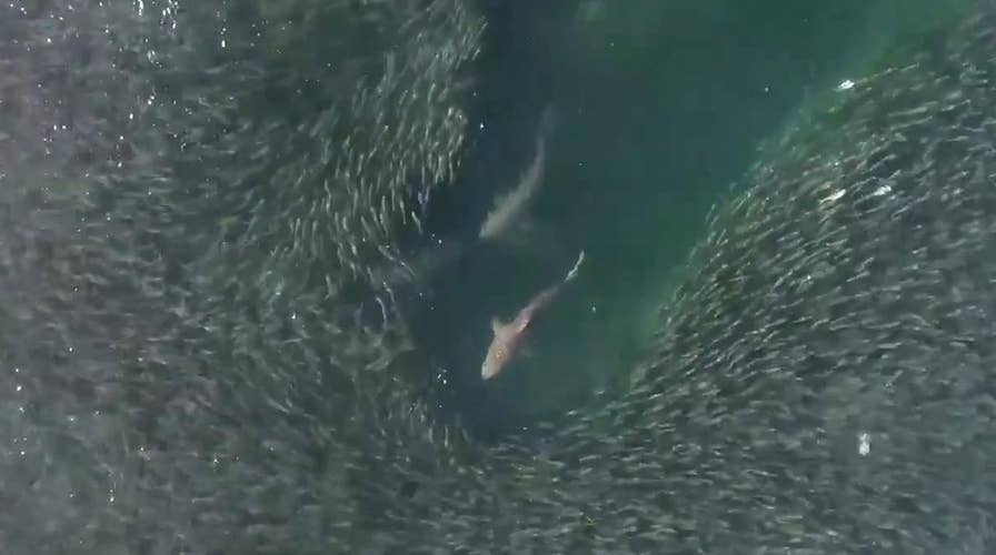 Feeding frenzy: Sharks feast on massive school of fish