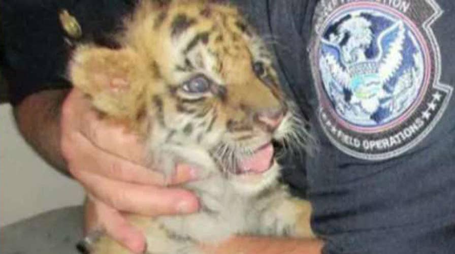 Teen arrested for trying to smuggle tiger cub into US