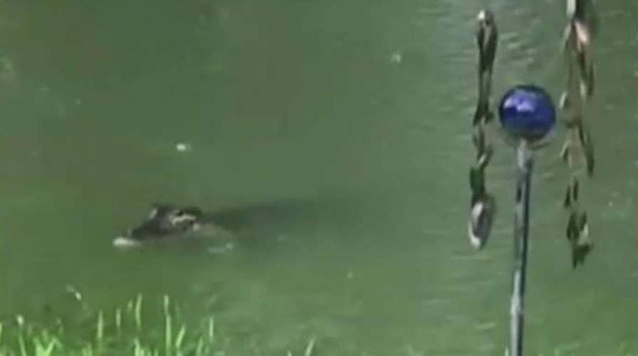 Texas resident films pair of gators in her flooded backyard
