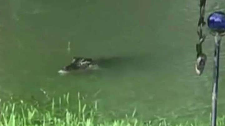 Texas woman films alligators swimming in back yard