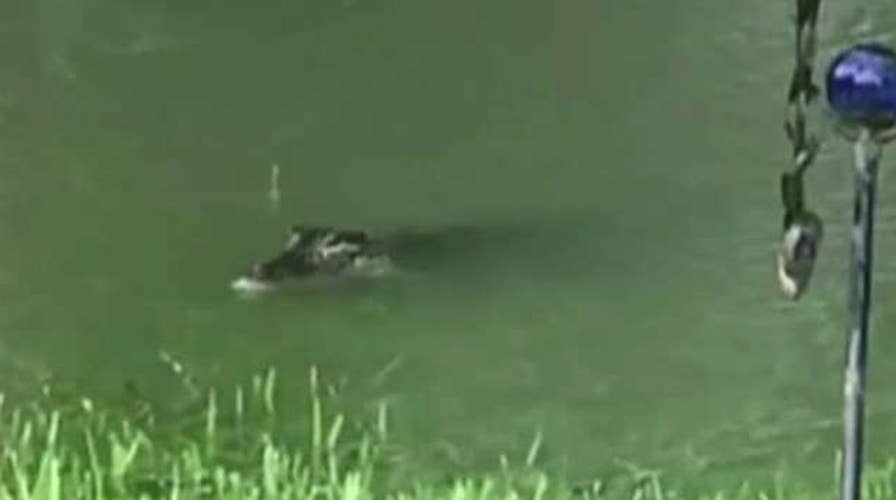Texas woman films alligators swimming in back yard