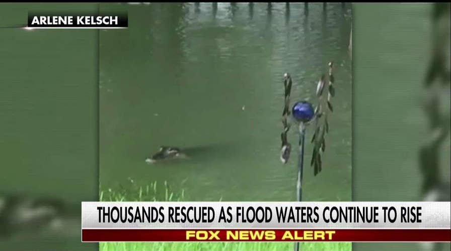 Gator swims in Harvey floods