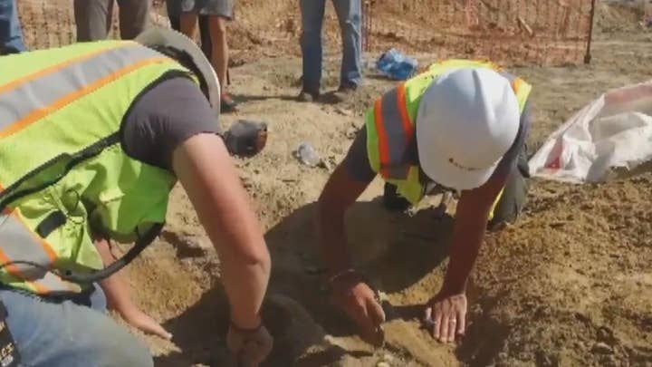 Construction crew unearths rare triceratops fossil