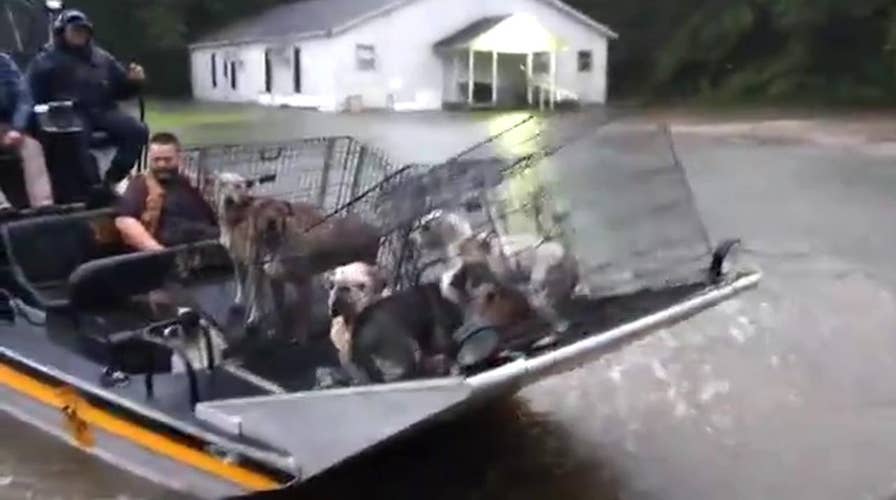 Harvey animal rescue