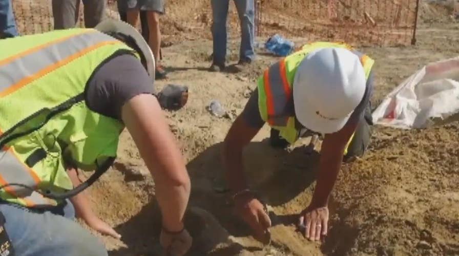 Construction crew unearths rare triceratops fossil