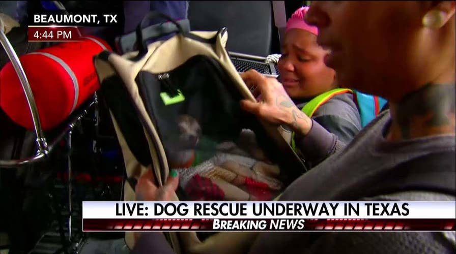 Trace Gallagher witnesses Dog Rescue