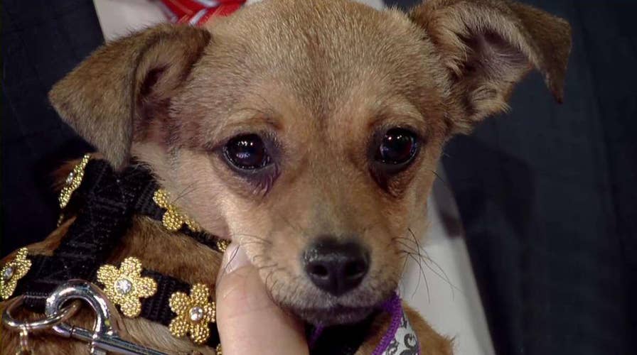 After the Show Show: Rescue dogs