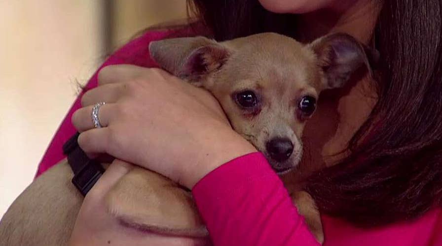 NJ-based group works to help animals displaced by Harvey