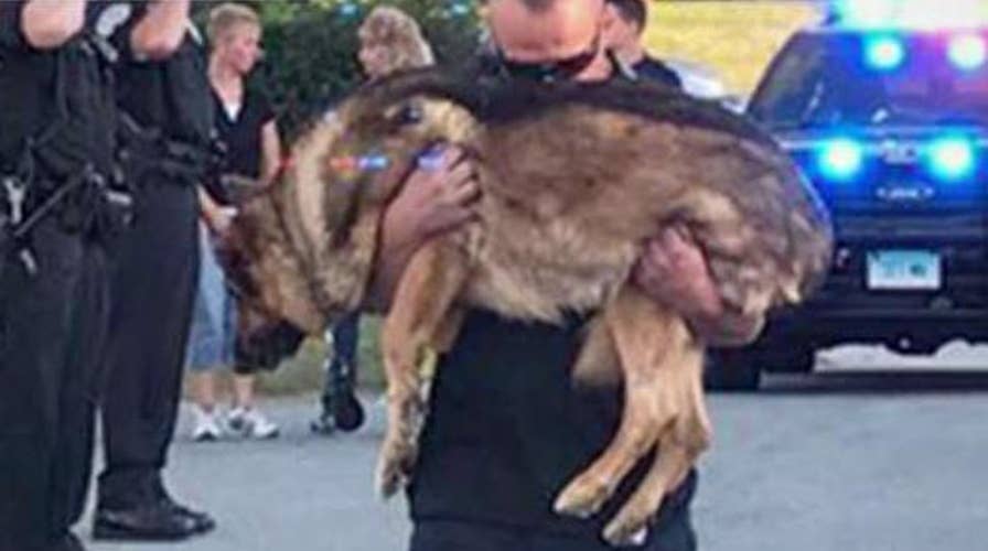 Connecticut police department says goodbye to K9 officer