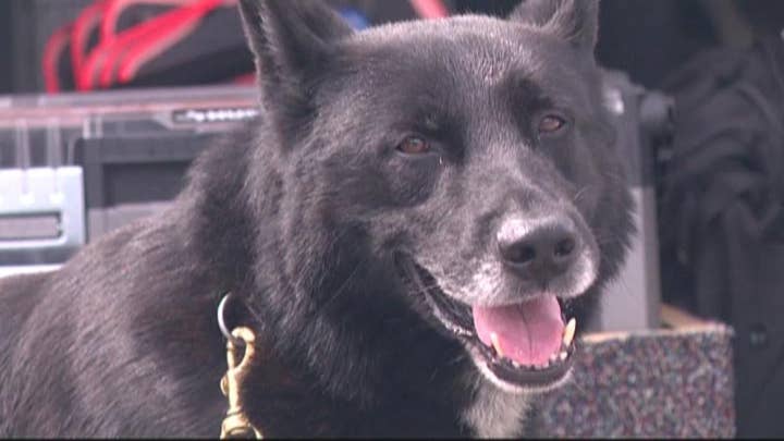 Opioid epidemic: Officers carrying antidote for police dogs