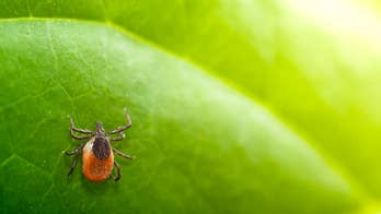 How a tick bite could harm your heart