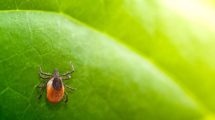 Lyme disease: What you need to know