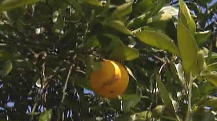 Orange juice prices soar ahead of Hurricane Irma
