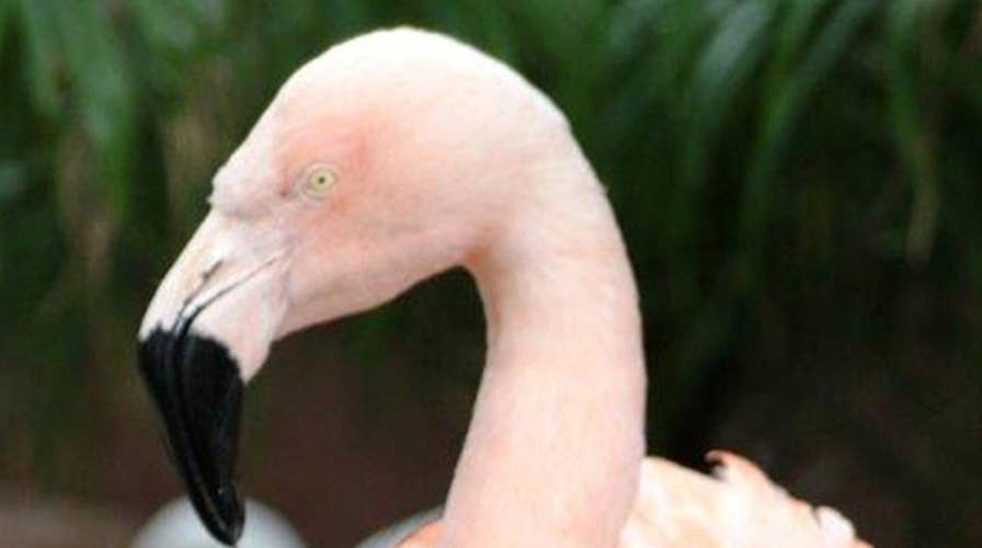Flamingos take shelter from Irma at Busch Gardens
