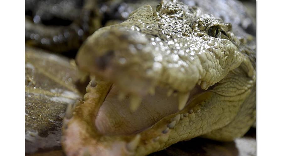 Irma aftermath: Beware gators and snakes