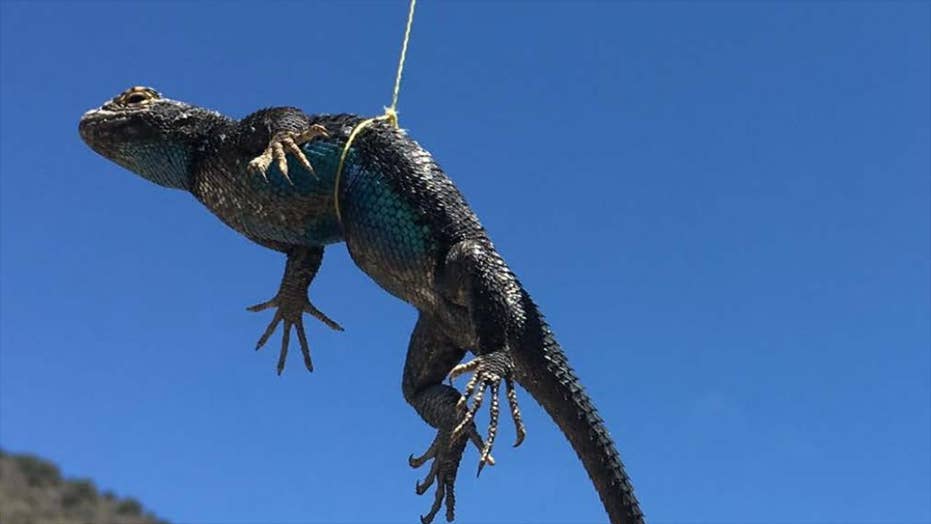 Reptilian standoff brewing in Nevada | Fox News
