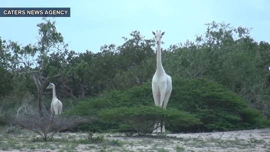 Rare white giraffes slaughtered by poachers in Kenya