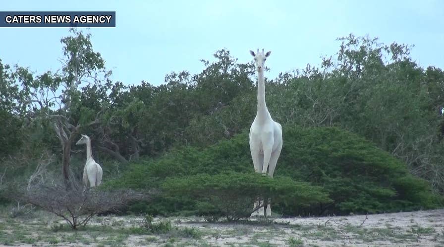 Extremely rare white giraffes captured on film