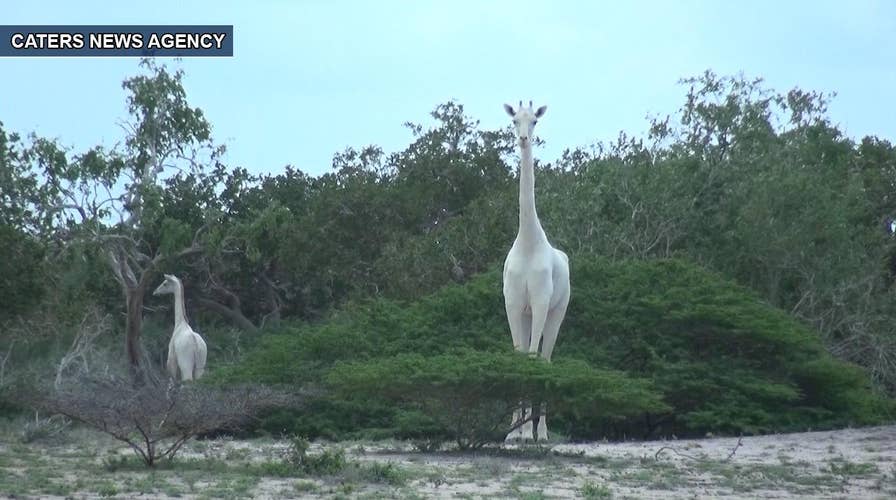 Extremely rare white giraffes captured on film