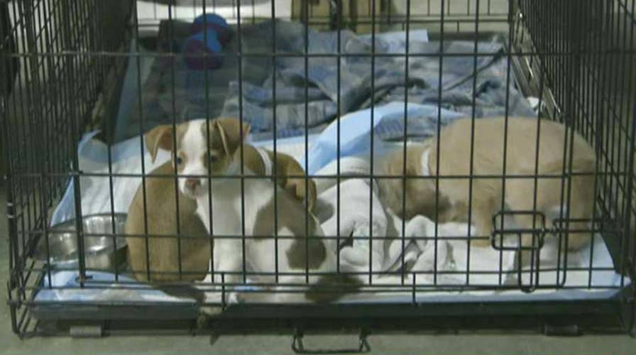 Effort to reunite pets separated from owners by hurricanes