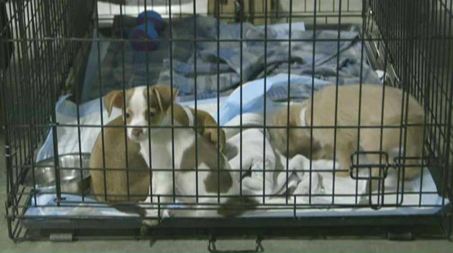 Effort to reunite pets separated from owners by hurricanes