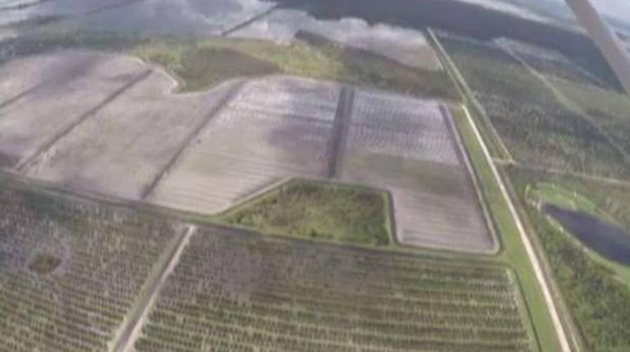 Hurricane Irma hits Florida's agriculture industry