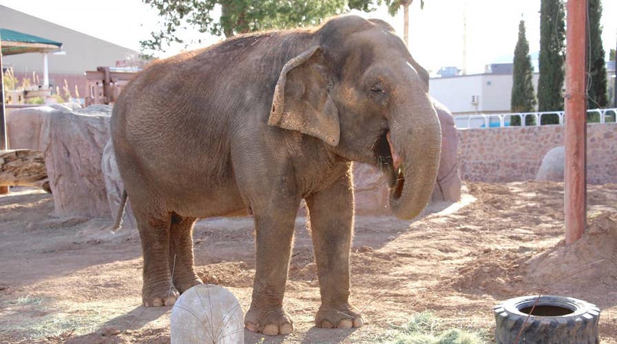 Cancer treatment in Asian elephant is unprecedented	