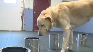 Can dogs be used to screen for prostate cancer? - Fox News