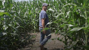 How a corn maze saved one family's farming business