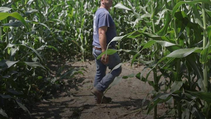 How corn mazes saved one family’s farming business