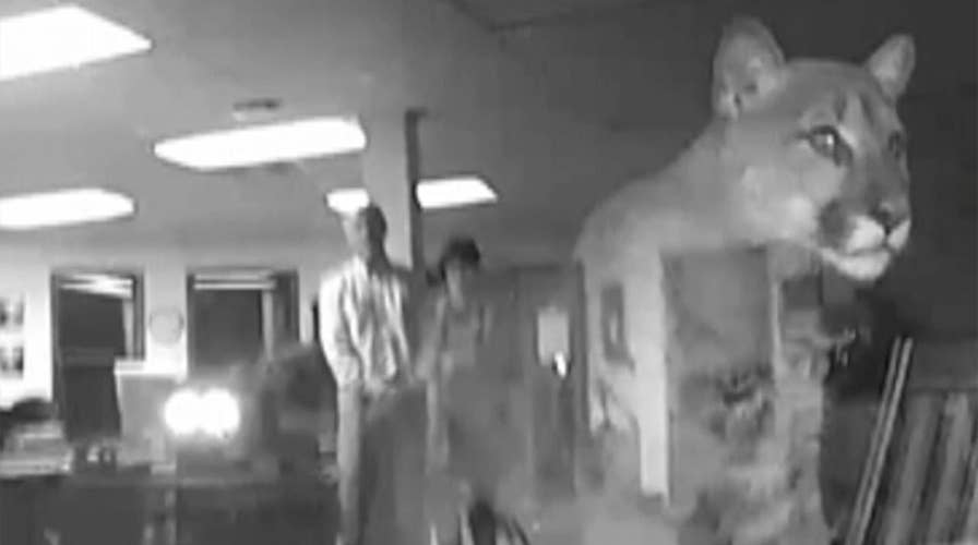 Cougar stares through school window shocking principal, wife