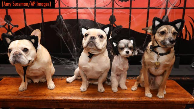This Halloween's cutest  pet costumes  fashion show 