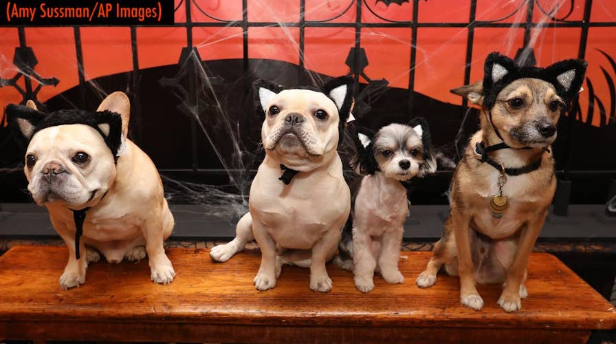 This Halloween's cutest pet costumes fashion show