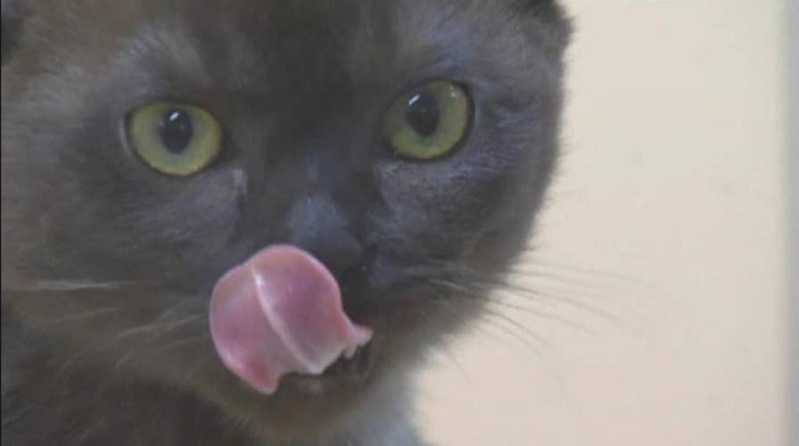 Google Photos can now recognize your pets