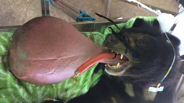 Bear with monstrously enlarged tongue saved after operation