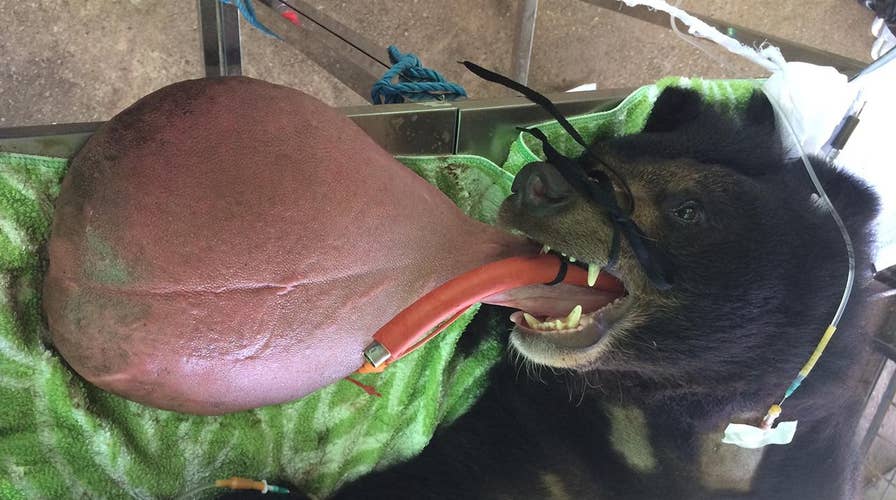 Bear with monstrously enlarged tongue saved after operation