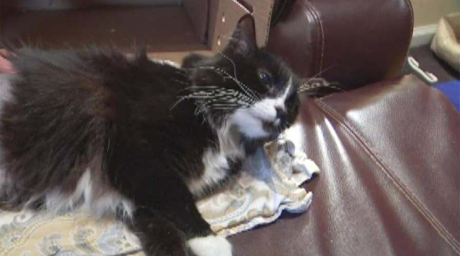 Lost cat returned to owner missing a leg
