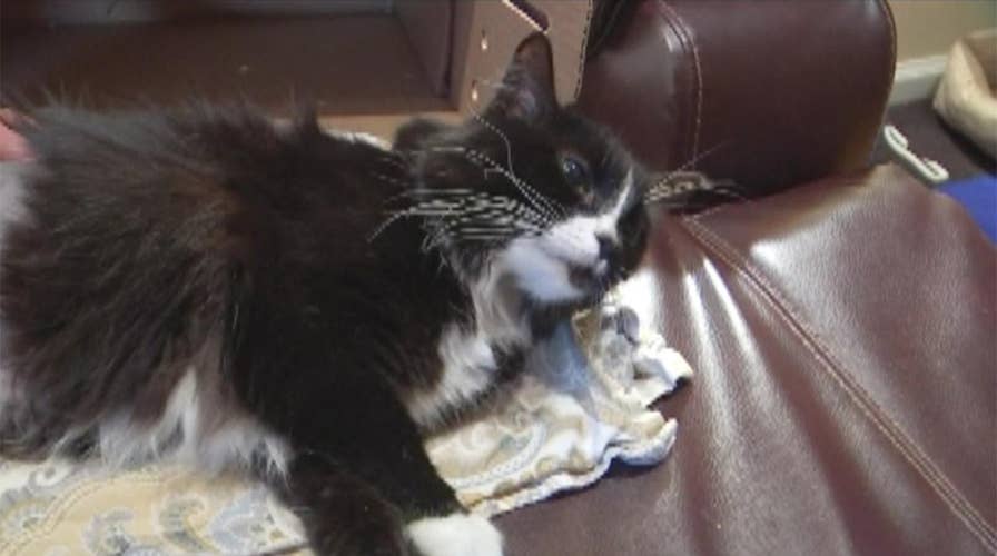Lost cat returned to owner missing a leg