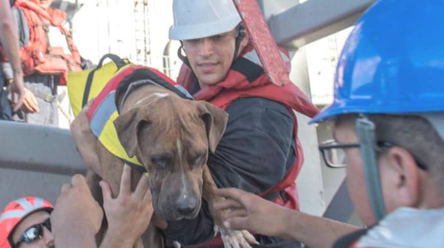 US Navy rescue sailors, dogs stranded at sea for months