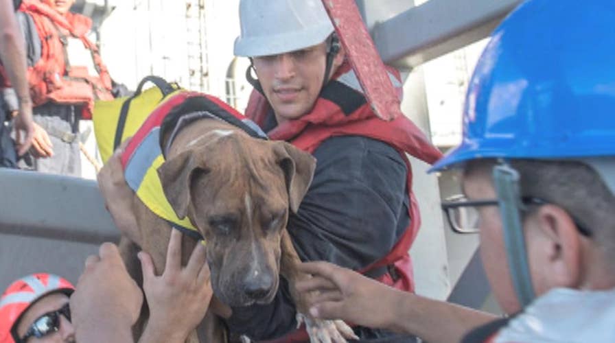 US Navy rescue sailors, dogs stranded at sea for months