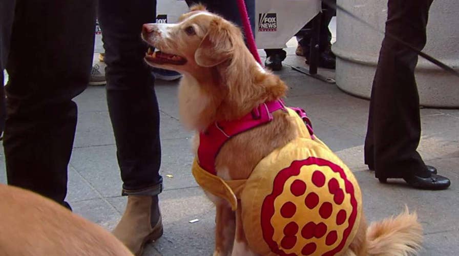 Dogs walk in a Halloween fashion show