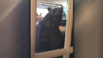 Florida man scares black bear out of his garage