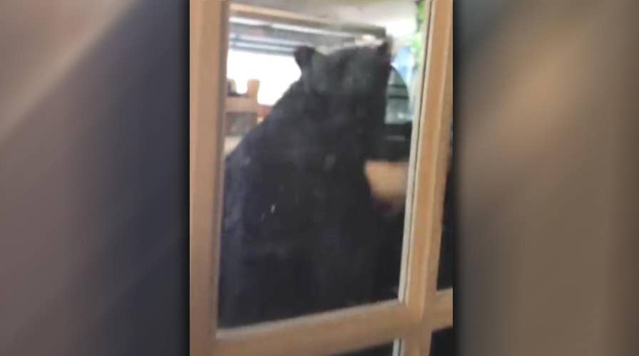 Bear gives homeowner quite a scare in Florida