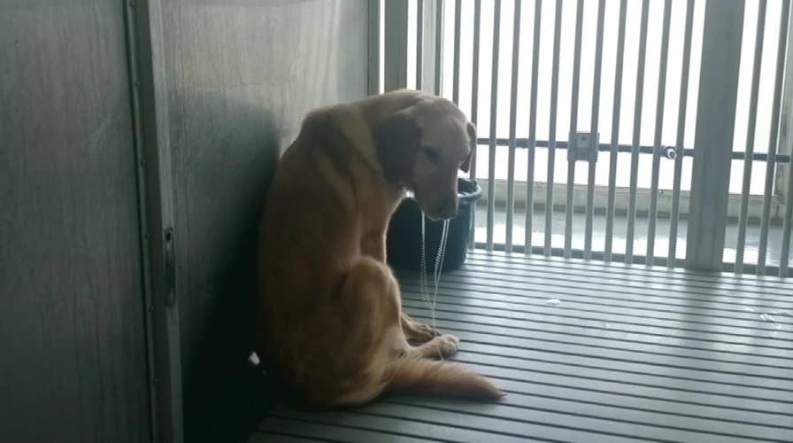 Video purports to show dogs suffering at Texas A&M