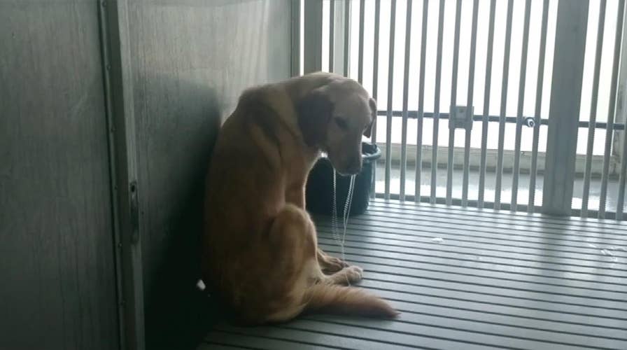 Video purports to show dogs suffering at Texas A&M