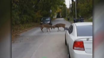 Bucks caught battling at Illinois construction site