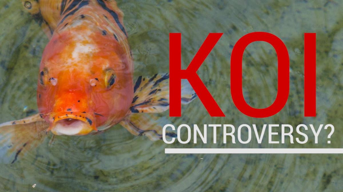 overfeeding koi fish