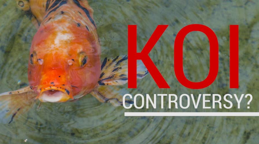 overfeeding koi